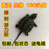 杂佛鳄龟苗 3-5CM活体 小鳄龟 鳄鱼龟 深水龟 观赏龟 宠物龟包邮