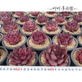 韩国多肉植物进口 血色罗密欧 乌木杂交 血罗 绿植盆栽包邮