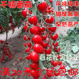 进口千禧小番茄种子 稀有超甜樱桃番茄圣女果种子 阳台四季盆栽菜