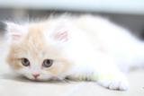 英国短毛猫  乳色加白苏格兰折耳  高地立耳小公猫(SOLD)