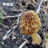 半拉山羊肚菌野生蘑菇2016年新货长白山野生菌东北干货特产
