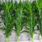 水培植物花卉 直杆富贵竹 开运 弯竹 转运竹子四季常青 种子10粒