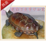 宠物龟水陆龟乌龟活体金线中华草龟一对情侣龟8到10cm素食包邮