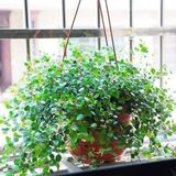 千叶吊兰净化空气 室内盆栽植物新房的绿色清新剂 又叫婚纱吊兰