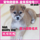 北京犬舍低价出售活体日本纯种柴犬狗幼犬高品质宠物狗出售BJ-5