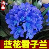 绿植盆栽君子兰花苗室内花卉君子兰苗植物蓝色君子兰苗 兰花