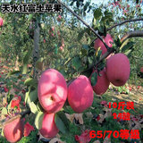 甘肃天水新鲜富士苹果香甜脆口红富士冰糖心苹果水果 65/70等级