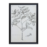 装饰画壁画达尔文笔记幸福树harbor植物美式乡村实木边框HH客厅