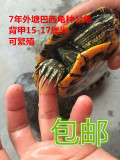 7年外塘大巴西龟公龟 种龟 15-17厘米活体宠物龟招财龟长寿龟包邮