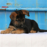 德牧幼犬出售纯种德国牧羊犬黑背苏联红锤系德牧狼狗宠物狗狗56