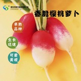【樱桃美人樱桃萝卜种子】蔬菜种子 香肠小萝卜10g原装 早熟品种