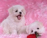 ★上海实体店★出售家养雪白天使/马尔济斯犬,高贵优雅首选!