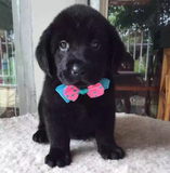 引进黑色赛级狗狗 纯种拉布拉多犬幼犬出售 双血统高品质宠物狗