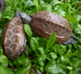 龟活体 中华草龟冷水龟陆金线墨龟一只8-9厘米包邮大小乌