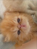 哈尔滨出售宠物猫高品质猫异国短毛猫幼猫加菲猫幼猫加菲猫猫咪mm