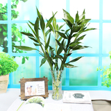 室内办公桌面水培富贵竹开运竹节节高植物竹子观叶绿植花卉吸甲醛