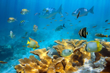 海底世界风景海报画定做 海底生物海底世界 鱼缸背景装饰画 F629C