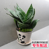 虎皮兰/虎尾兰 盆栽 新房吸甲醛净化空气室内小植物 上海送货上门
