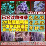 紫藤种子 高档爬藤植物 花种子 重瓣紫藤花苗花卉种子 10粒精装
