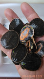 圆奥龟苗 圆澳龟 幼龟 宠物龟活体 深水龟 大小规格都有货