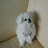 出售纯种北京京巴幼犬赛级宫廷犬超可爱长不大雪白的宠物狗狗31