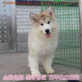 纯种阿拉斯加犬 幼犬出售 巨型雪橇犬 家养赛级血统 宠物狗包邮