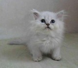 ★上海小强喵屋★超可爱的大脸猫 银色渐层长毛金吉拉幼猫