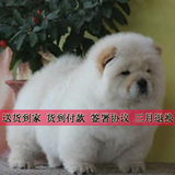 纯种血统奶油色松狮幼犬出售 宠物狗狗 货到付款 北京天津送货L88
