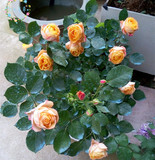 月季花盆栽大花玫瑰盆栽荷兰进口玫瑰花苗带盆包邮植物净化空气