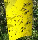 豆荚园艺 黄色粘虫板黄板蓝板物理无毒诱虫板 附送扎带 双面涂胶