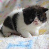 家养出售－加菲猫 异国短毛猫 黑白高白加菲猫 加菲猫 宠物*捌