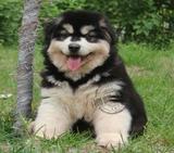 纯种巨型黑色阿拉斯加雪橇犬 阿拉斯加宠物狗狗 阿拉斯加幼犬
