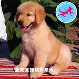 顶级双血统纯种金毛狗狗幼犬出售  罕见的美系黄金猎犬包健康纯种