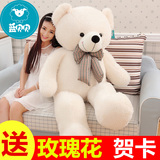 正版领结熊泰迪熊毛绒玩具熊猫公仔大号白色布娃娃可爱女孩抱抱熊