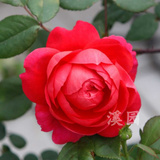 溪园玫瑰花苗盆栽 欧月本杰明布里顿 独特的红色包菜强香抗病
