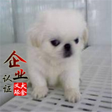 南京纯种北京京巴幼犬赛级宫廷犬超可爱长不大雪白的宠物狗狗13