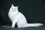 缅因猫/缅因库恩猫 纯白色 VERSUS-白雪种母展示