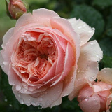 溪园月季玫瑰花苗盆栽 真宙 浓香切包 切花 大花 包菜 耐开 耐晒