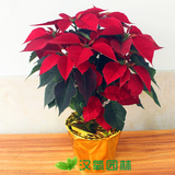 武汉汉氧圣诞红 一品红办公室家装花卉植物盆景净化空气