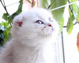 宠物小猫咪纯种英国短毛猫英短蓝猫立耳折耳活体幼猫幼崽宠物猫3