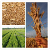 高产冬小麦种子 烟农19小麦种子 小麦子种子 抗病高产颗粒饱满