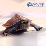 2015地图龟活体 密西西比地图龟苗深水龟宠物龟小乌龟水龟7-8厘米