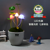 创意蘑菇夜灯光控感应插电LED节能七彩客厅卧室床头台灯盘栽礼物