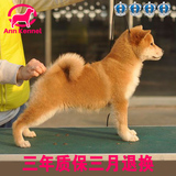 日本引进赛级血统秋田幼犬狗狗出售 高品质有保证日本柴犬可上门