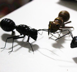 仿真昆虫 蚂蚁 磁铁装饰品 场景布置 教育用品 整人玩具