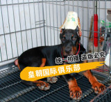 赛级杜宾犬幼犬 出售 纯血统黑色德系杜宾活体宠物狗 彪悍霸气！