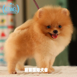 超小体型球体黄色博美犬纯种幼犬狗狗出售 适合家养宠物狗茶杯犬