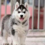 纯种哈士奇 西伯利亚雪橇犬 幼犬出售 聪明蓝眼家养活体宠物狗狗