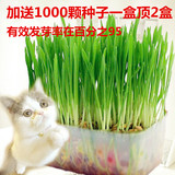 种植水晶猫草种子宠物用品猫咪零食套装食品美食特价薄荷小麦磨牙
