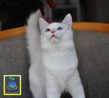 布偶猫CFA登录注册幼猫蓝双色母猫咪中猫